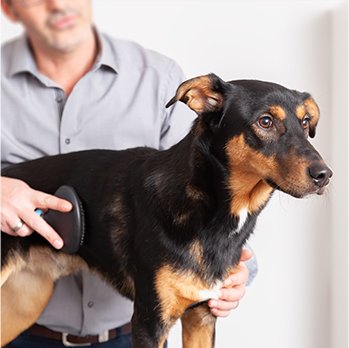 شستشوی حیوانات خانگی