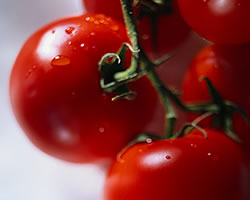 شستشوی مواد غذایی